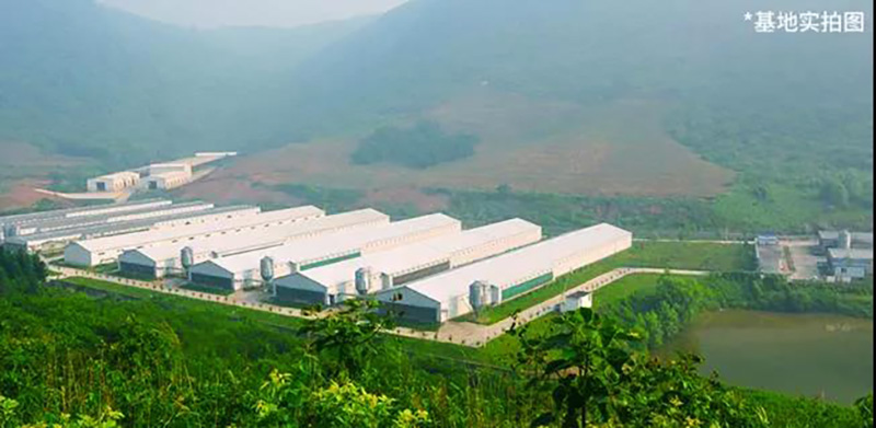 圣迪樂(lè)村蛋雞養(yǎng)殖場(chǎng)